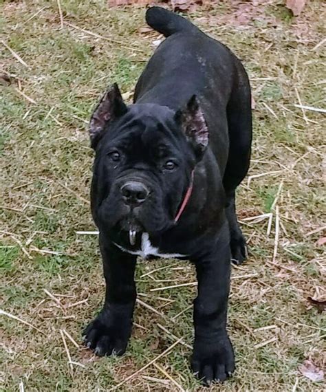 Cane Corso Puppies For Sale in Georgia Hide Breed Information Breed Traits National Breed Club Description History & Job Health Rescue Personality: Affectionate, intelligent, majestic Energy.... Cane corso for sale atlanta